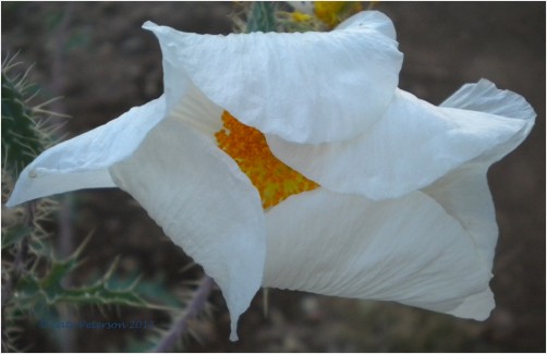 Egg Flower